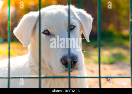 Obdachlosen hund welpe hinter Tierheim bars Stockfoto