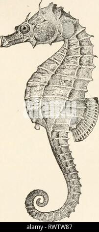 Elemente für Vergleichende Zoologie (1904) Elemente für Vergleichende Zoologie elementsofcompar 1904 König Jahr: 1904 Fische. 335 Leben von dieser Gruppe, die jedoch tritt als Fossilien aus sehr alten Gesteinen. Sie haben Schuppigen Körper, diphycercal Schwanz, Abb. 136.-Sea-Pferd (Hippocampus heptagonus). Nach Goode. Stockfoto