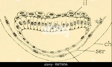 Embryologie von Insekten und myriapods; Embryologie von Insekten und myriapods; die Entwicklungsgeschichte von Insekten, Tausendfüßler und millepedes vom Ei desposition [!] zu schlüpfen embryologyofinse 00 joha Jahr: 1941 TRICHOPTERA UND LEPIDOPTERA 335 Ektoderm Zellen (Neuroblasten) auf jeder Seite der Nut teilen und später zu den Nervenstrang. Die zusammengesetzten Augen erscheint kurz vor der Revolution des Embryos auf der Oberfläche des procephalic Lappen als runde refraktive Bereiche, in denen in der Folge sechs dunkel-rote Pigment Flecken erscheinen. In diesem Zeitraum das ektoderm zeigt eine verdickte Zone in der Region Stockfoto