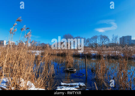 Winter sonnigen Tag auf dem Fluss. Frost und Sonne. Trockene Reed. Blue Sky Stockfoto