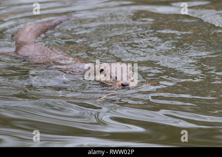 Eine Eurasische Fischotter (Lutra lutra), auch Europäischer Fischotter, Eurasischen River Otter, gemeinsame Otter, und Alte Welt Otter bekannt. Stockfoto