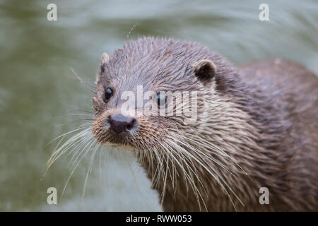 Eine Eurasische Fischotter (Lutra lutra), auch Europäischer Fischotter, Eurasischen River Otter, gemeinsame Otter, und Alte Welt Otter bekannt. Stockfoto