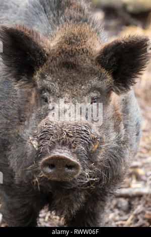 Eine Nahaufnahme Gesicht Bild eines männlichen Wildschwein (Sus scrofa), auch Schwarzwild, Eurasische Wildschwein oder einfach nur wildes Schwein bekannt. Stockfoto