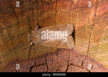 Eine gemeinsame Quaker Motte (Orthosia cerasi) ruht auf einem anmelden. Stockfoto