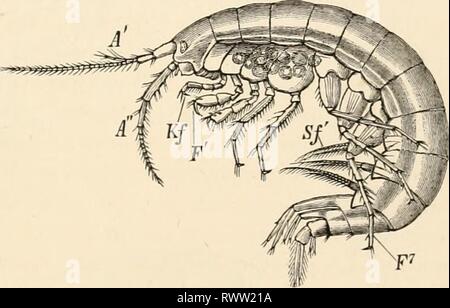 Elementares Lehrbuch der Zoologie (1884) Stockfoto