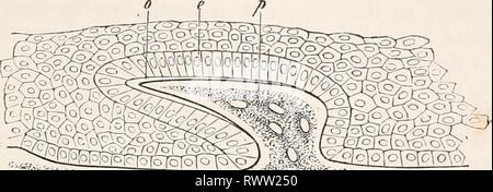 Elemente der vergleichenden Anatomie (1878) Elemente der vergleichenden Anatomie elementsofcompar 00 gege Jahr: 1878 Berührungen der VERTEBRATA. 423 Skelett. In vielen Fällen wissen wir nur wenig, tlie Entwicklung dieser Strukturen, aber sie alle unter den Knöchernen £ gerechnet werden. Stockfoto