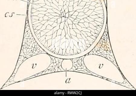 Elemente der vergleichenden Anatomie (1878) Elemente der vergleichenden Anatomie elementsofcompar 00 gege Jahr: 1878 Abb. 221 ein. Schnitt durch die Wirbelsäule von Am-moccctes. Ch Chorda. cs Chordal Ummantelung. vi Rückenmark, Aorta, V-Adern. Stockfoto