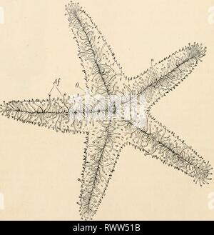 Elementare Lehrbuch der Zoologie (1884) Elementare Lehrbuch der Zoologie elementarytextbo 0101 clau Jahr: 1884 290 STACHELHÄUTER. Klasse II - ASTEROIDEA (SEESTERNE). * Stachelhäuter mit dorso-ventral komprimierte fünfeckiger oder star-s/geklebt. Tlie ambulacra! Füße sind an der ventralen Oberfläche beschränkt. Interne Skelett Stücke in der ambulacra zusammen wie Wirbel artikuliert;. Der Stern - Fische sind in erster Linie durch die vorherrschenden fünfeckiger oder Stern - wie scheibenförmigen Form des Körpers, an der ventralen Bild gekennzeichnet. 235. Echtiaffer xenfun, von der mündlichen Oberfläche (nach A. Agassiz). O, Mund; Af, Amt Stockfoto