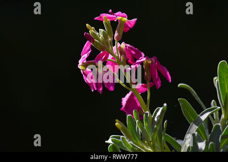 Close-up Matthiola Incana Blumen. Lila graue Lager, Lager, Violaciocca Tenweeks Stockfoto