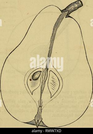 Elliott's Obst Buch; (1854) Elliott's Obst Buch; elliottsfruitboo 01 elli Jahr: 1854 würdig allgemeine Bodenbearbeitung. Sll Klasse I.-würdig allgemeine Bodenbearbeitung. Bartlett. William's Bon Chretien, | William's, Poire - Guilliaume, ein englischer Vielfalt um 1770 entstanden. Jetzt extensiv angebaut, und zu gut bekannte Beschreibung zu wirklich benötigen. Die Bäume sind kräftig, und früh produktiv für faire schöne Frucht, entweder auf Birne oder Quitte root. Obst, Grosse, ovale, stumpfen birnenförmig; Oberfläche etwas uneben, Farbe, klares Licht gelb, mit Erröten, die in der Sun wenn reif, rotbraun rund um den Stamm, und die Minute, getönt Stockfoto