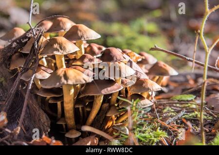 Sammlung von kleinen gelben Glimmer - sparrow Pilz auf einem Baumstumpf mit Moos Stockfoto