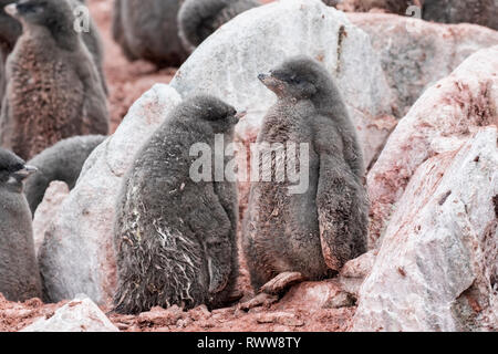 Adelie Penguin (Pygoscelis adeliae) Küken auf Land, Antarktis Stockfoto