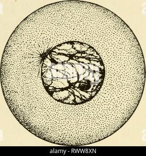 Elemente der Biologie, mit speziellen Elementen der Biologie, insbesondere in Bezug auf ihre Rolle im Leben der Tiere elementsofbiolog 00 Buch Jahr: 1933 3 o 6 ELEMENTE DER BIOLOGIE Zellen stellt eine größere Fläche im Verhältnis zum Volumen, aber dies ist sicherlich nicht die ganze Ursache der Zellteilung. Noch sind die physikalischen und chemischen Prozesse, die dazu führen, dass die Nukleare Phänomene über beschrieben, bekannt sein. Deshalb sind wir auf Beschreibungen der Prozess unter dem Mikroskop gesehen beschränkt. Amitosis und Mitose. In der endgültigen Teilung der Zellen im Dif-ferentiation einiger Gewebe während der Entwicklung, und Stockfoto