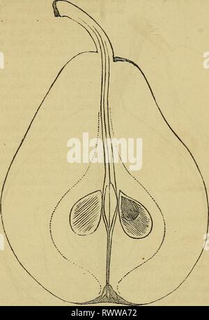 Elliott's Obst Buch; (1854) Elliott's Obst Buch; elliottsfruitboo 01 elli Jahr: 1854 würdig allgemeine Bodenbearbeitung. 337 SOLDAT d'EsPERIN EsPERIN SoLBIER. Soldat Laboureur d'Esperin Diese Sorte ist in der Regel in diesem Land unter dem Namen Sol-dat Laboureur gewachsen. Es ist völlig verschieden von der "Soldat Laboureur" des Erench, die als unsere Beurre d'Aremberg. Es wurde von großen Esperin gewachsen, von Marines; ist der starke, kräftige, aufrechte Wachstum, gelblich braun Holz, fein Folgen auf die Quitte, reichlich produzieren, und seine Frucht gut über den Baum verbreitet, immer 1-arge Stockfoto