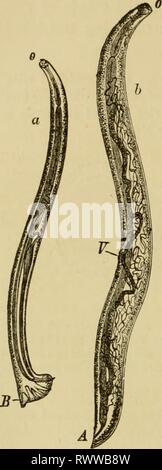 Elementare Lehrbuch der Zoologie, allgemein Stockfoto