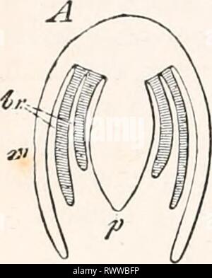 Elemente der vergleichenden Anatomie (1878) Elemente der vergleichenden Anatomie elementsofcompar 00 gege Jahr: 1878 324 vergleichende Anatomie. Stockfoto