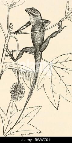 Elemente für Vergleichende Zoologie (1904) Elemente für Vergleichende Zoologie elementsofcompar 1904 König Jahr: 1904 34G Systematische Zoologie die Leichtigkeit, mit der sich die Rute bricht; die 'gehörnten Kröten, ", die nicht der Kröten, aber echte Eidechsen; und die Chamäleons, mit ihren wunderbaren Kräften der Farbe ändern, eine Kapazität Fio. 144.- grüne Eidechse (Anoiis). Von Liitken. Die zu einem weniger Grad durch andere Formen gemeinsam genutzt wird. Unter anderem durch die anoles (Abb. 144), die in den Südstaaten reichlich vorhanden sind. Stockfoto