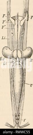 Elementare Lehrbuch der Zoologie, tr Stockfoto
