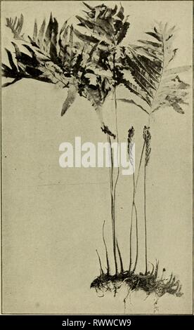 Elementare Botanik (1898) Elementare Botanik elementarybotany 00 atki Jahr: 1898 DIMORPHISMUS von FARNEN. 341 Farne sind Beispiele für diese interessante Beziehung zwischen die Blätter wie die Gemeinsame empfindlicher Farn (Onoclea sensibilis) und der Strauß Farn (O. Struthiopteris) und den Zimt Farn (Osmunda cinnamomea). Die empfindlichen Farn ist hier in der Abb. gezeigt. 445. Die sterilen Blätter sind groß, breit ausgebaut und Gefiedert, Abb. 445-Sensitive fern; normaler Zustand des vegetativen Blätter und sporophylls. außenohren, recht groß. Die fruchtbaren Blätter sind auch in der Abbildung gezeigt, und Zuerst würde man Stockfoto