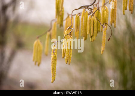 Corylus avellana. Haselnuss Strauch im Frühjahr Stockfoto