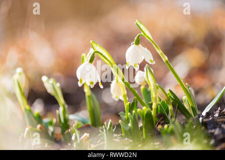 Weißen Schneeglöckchen im Gegenlicht. schönen Frühling Blumen. Stockfoto