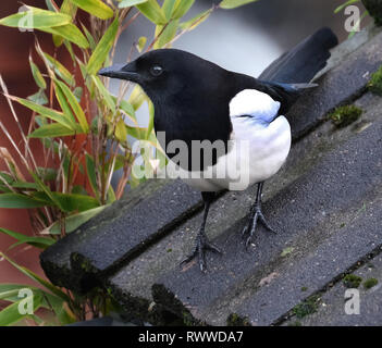 Elster auf der Suche nach Nahrung im Winter im städtischen Haus Garten. Stockfoto