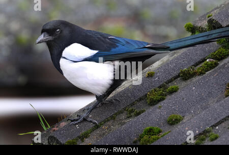 Elster auf der Suche nach Nahrung im Winter im städtischen Haus Garten. Stockfoto