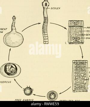 Elemente der Biologie, mit speziellen Elementen der Biologie, insbesondere in Bezug auf ihre Rolle im Leben der Tiere elementsofbiolog 00 Buch Jahr: 1933 3^4 ELEMENTE DER BIOLOGIE erwachsenen Stadium im menschlichen Darm nur. Wie streng limitierte adap-Mutationen sind häufig mit Degenerativer Strukturveränderungen verbunden. Der Bandwurm, einer der Stamm Platyhelminthes, EMERGENTER FORM PROGLOTTID HODEN GENITALE PORE EIERSTOCK CYSTICERCUS GEBÄRMUTTER GEBLÄHT MIT REIFEN EIER FREI EMBRYO befruchtete Ei Abb. 218.-Diao^ rammatic Darstellung des Lebens zyklus des menschlichen tape Worm, Tcenia solium. (Teilweise a Stockfoto