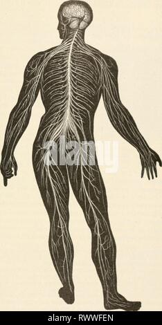 Elemente der Biologie; eine praktische Elemente der Biologie; ein praktisches Lehrbuch Korrelation von Botanik, Zoologie, und die menschliche Physiologie elementsofbiolog 00 Jagd Jahr: [1907] Die zentrale cerebrospinalflüssigkeit Nervensystem. 401 Stockfoto