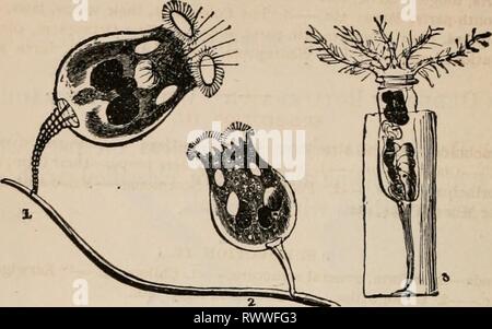 Elemente der zoölogy ein Elemente der zoölogy: ein Lehrbuch elementsofzolo 00 tenn Jahr: c 1875 388 ARTICULATA: VOKMS. Abb. 523. Kotifers - vergrößerte. 1 und 2, Brachionus, 3, Stephanoceros. Sie sind Wassertiere, Minute in sizej hauptsächlich mikroskopische, variierend von nur einem sixteentli der Zeile und eine Linie in der Länge. Im allgemeinen sind sie strahlen angezeigt, aber nicht in ihrer inneren Struktur ausstrahlen. Ihre Organe der Fortbewegung sind delikat Anhängsel oder zilien rund um den Gipfel oder Kopf angeordnet. Die wichtigsten Themen, die in Kapitel III, Abschnitt I. Der Articulata als ein Zweig. Ihre externen Stockfoto