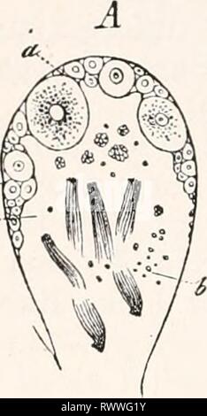 Elemente der vergleichenden Anatomie (1878) Elemente der vergleichenden Anatomie elementsofcompar 00 gege Jahr: 1878 382 vergleichende Anatomie, Stockfoto