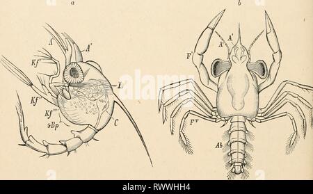 Elementare Lehrbuch der Zoologie (1884) Elementare Lehrbuch der Zoologie elementarytextbo 0101 clau Jahr: 1884 468 CBTJSTACEA. der Schlitze vorhanden ist. Die facettierten Augen sind von beträchtlicher Größe, sind aber nicht verfolgt. Zwischen den facettierten Augen gibt zusätzlich eine ungepaarte einfache Auge ist, die Entomostracan Auge. Die Larven des Zowa short-tailed Decapoda (Krabben) sind in der Regel bewaffnet mit dornfortsätzen. Sie haben in der Regel eine frontale Wirbelsäule, einem langen, gebogenen Stachelstrahl, und zwei seitliche Dornfortsätzen der Cephalo - Brust- Schild. Die Zo" ein, ist jedoch nicht immer die frühesten Larvenstadien Stockfoto