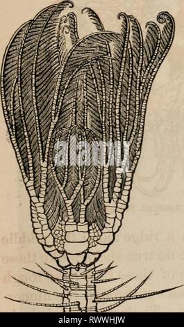 Elemente der zoölogy ein Elemente der zoölogy: ein Lehrbuch elementsofzolo 00 tenn Jahr: c 1875 CRINOIDEA. 453 Arme geteilt und unterteilen, bis die Zweige werden zu mehr als 80.000 1 Abb. sagte. 684. Unterabschnitt VI. Die Reihenfolge der CRINOIDEA oder HAARSTERNE. Die stachelhäuter dieser Ordnung sind aufgerufen, Crinoiden auf Rechnung der Anlage - wie Lily, die das Aussehen vieler Arten, insbesondere von den gefundenen Fossilen in den Felsen oder. Der Name Crinoid ist von brinon, eine Lilie, und Eidos, wie. In der Haarsterne sehen wir eine große Entwicklung Der aboral Region im Vergleich mit dem mündlichen; und das für-mer ist ge Stockfoto