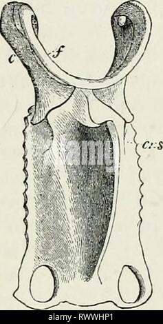 Elemente der vergleichenden Anatomie (1878) Elemente der vergleichenden Anatomie elementsofcompar 78 gege Jahr: 1878 STEEXUM von VEETEBEATA. 443 Stockfoto