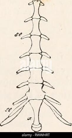 Elemente der vergleichenden Anatomie (1878) Elemente der vergleichenden Anatomie elementsofcompar 00 gege Jahr: 1878 Abb. 236. Sternum von Vespertilio mu-Rina. s Brustbein. c'Crest cl Schlüsselbein. c Eibs. Abb. 237. Sternum von Cervus makkus.se Rippenbögen Knorpel. x Xiphioid Prozess. Stockfoto