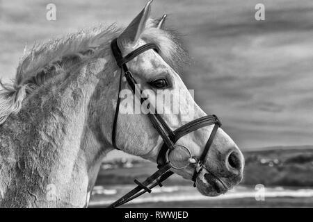 Beobachten Stockfoto