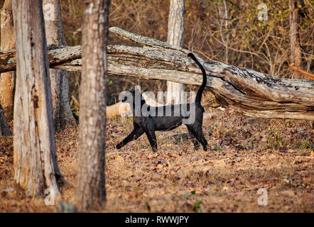 Die schwer fassbare Black Panther, melanistic Indische Leopard, (Panthera pardus fusca), Cairo, Nagarhole Tiger Reserve, Karnataka, Indien Stockfoto
