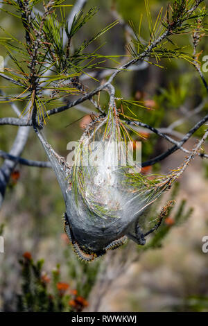 Kiefer processionary Caterpillar Nest in der Branche, das Ebro Delta Nature Reserve, in der Nähe von Amposta, Katalonien, Spanien Stockfoto