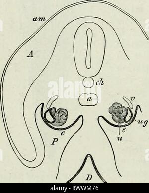 Elemente der vergleichenden Anatomie (1878) Elemente der vergleichenden Anatomie elementsofcompar 78 gege Jahr: 1878 606 COMPAEATIVE ANATOMIE. Zu einem Mullerian^ und eine sekundäre archineplinc Kanal (Abb. 348). Letztere dient als der Efferenten Luftleitkanal der Nieren oder Harnleiter, in der Coecilise, Urodela, und weibliche Anura, während die Männchen vieler dieser letzteren die primäre archinephric Leitung scheint, seine ursprüngliche Funktion behalten. Sie öffnen sich unabhängig voneinander in die Kloake. MiJELER, W., das Urogenitalsystem der Cjclostomen. Jen. Zeitsckr. Ix.ââ Semper, C, das TJrogeriitalsystem der Plagiostomen. Arbeiten aus dem z Stockfoto