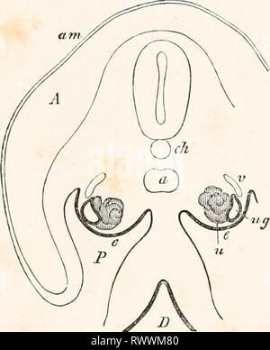 Elemente der vergleichenden Anatomie (1878) Elemente der vergleichenden Anatomie elementsofcompar 00 gege Jahr: 1878 606 vergleichende Anatomie. Zu einem archinephric MuUeriaHj und ein sekundärer Kanal (Abb. 348). Letztere dient als der Efferenten Luftleitkanal der Nieren oder Harnleiter, in der Ccecilia 3, Urodela, und weibliche Anura, während die Männchen vieler dieser letzteren die primäre archinephric Leitung scheint, seine ursprüngliche Funktion behalten. Sie öffnen sich unabhängig voneinander in die Kloake. Müller, W., das Urogenitalsystem der Cyclostomen. Jen. Zeitschr. Ix - Semper, C, das Urogenitalsystem der Plagiostomen. Arbeiten aus Deni zool. Stockfoto