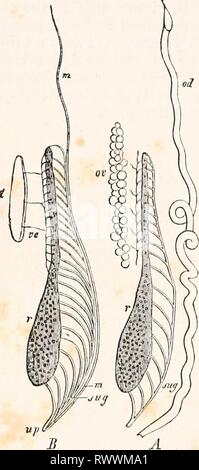 Elemente der vergleichenden Anatomie (1878) Elemente der vergleichenden Anatomie elementsofcompar 00 gege Jahr: 1878 612 vergleichende Anatomie. Die generativen Apparat der Amphibien ist sehr ähnlich zu der des Selachii. Die eierstöcke (Abb. 348, A, ov) Form lamelke, die in die Bauchhöhle Projekt, und variieren in der Größe nach der Anzahl der Eier, die entwickelt werden. In der Urodela umschliessen sie einen Hohlraum, der in mehrere Räume in den Anura gebrochen ist. Die Müllersche Gänge Kanal bildet die Eileiter (Od), die com-mences ein langer Weg vorher, durch eine infundibular die Drossel und die immer op Stockfoto