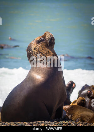 Weibliche Sea Wolf an der Küste von Argentinien. Strand in der Nähe von Caleta Olivia. Stockfoto