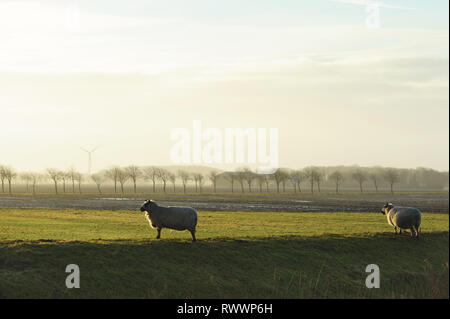 Schafe vor Feld mit Bäumen und Mühle am Horizont. Typische holländische Landschaft. North Holland, Hollands Kroon, Niederlande. Stockfoto