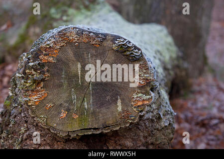 Gesägt Baum im Wald mit Pilz am frühen Morgen Frost bedeckt Stockfoto