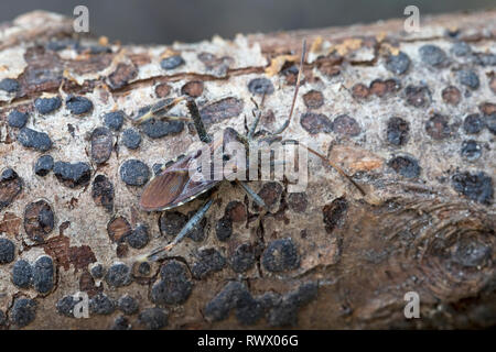 Westlichen Nadelbaum Samen Bug (Leptoglossus Occidentalis) Stockfoto