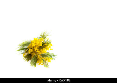 Der Frühling noch leben. Yellow mimosa Zweig liegt auf einem weißen Hintergrund, isoliert. Silber silvergreen wattle Acacia dealbata Stockfoto