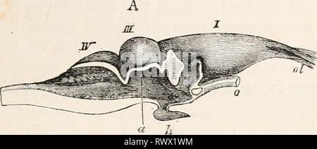 Elemente der vergleichenden Anatomie (1878) Elemente der vergleichenden Anatomie elementsofcompar 00 gege Jahr: 1878 GEHIRN DER WIRBEL!A. 507 bleibt auf einer niedrigen Stufe der Entwicklung und bildet eine kleine Lamellen, die angehoben wird, jedoch in vertikaler Richtung; in der Chelonii (Abb. 284, IV) und Crocodilini es breiter ist, und im zweiten Fall durch die Größe der mittlere Teil unterschieden wird. Stockfoto