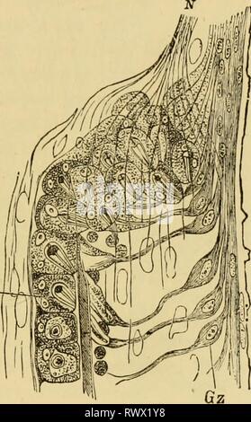 Elementare Lehrbuch der Zoologie, allgemein Stockfoto
