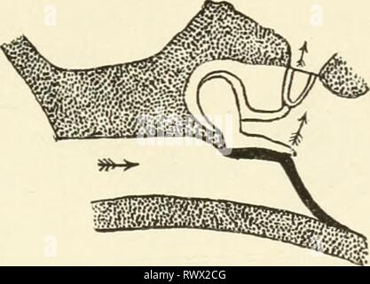 Die Elemente der menschlichen Physiologie (1907) Elemente der menschlichen Physiologie elementsofhumanp 05 Sterne Jahr: 1907 SINNESORGANE 545 Schleimhaut des Tympanon intern. An die Stelle der inneren Oberfläche befestigt ist, und ziehen Sie es nach innen, ist der Griff der Hammer. Die Anlage auf die Mem-Brane ist exzentrisch - eine Anordnung, die von großer Auftragsbuches, da auf diese Weise die Membran aperiodischer gerendert wird, also wird es mit der gleichen Anlage vibriert, um eine beliebige Anzahl von Vibrationen, und nicht eine besondere Note, als drum, dass war genauso gespannt alle runde tun würde. Den Hohlraum der Stockfoto