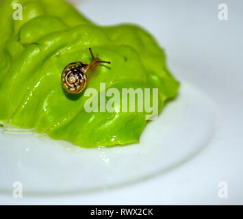 Schnecke auf Salat Stockfoto